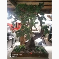 Продам декоративное дерево Бонсай б/у