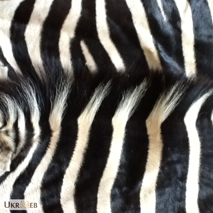 Фото 2. Шкура зебры из ЮАР - атрибут африканского сафари. Африканский дизайн интерьера